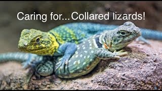 Eastern Collared Lizard Care [upl. by Godderd]