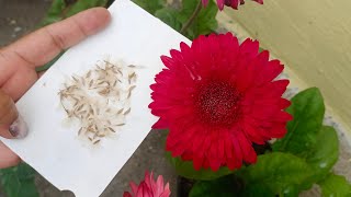 How to identify and collect seeds GERBERA PLANT [upl. by Gievlos900]