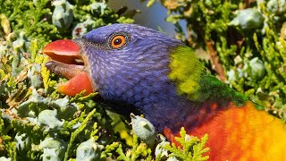 Most Colourful Parrots Raid our Conifers Rainbow Lorikeets [upl. by Lebasile]