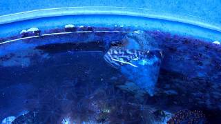 Tank Bred Trochus Snail Spawning Eggs [upl. by Rex239]