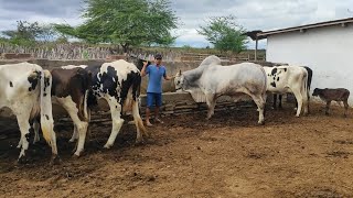 SEU ZÉ EM IMPERIANO E seus filhos na luta do dia a dia tirando leite das vaca olivedos pb [upl. by Nomahs]