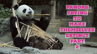 Pandas trying to make themselves extinct Part 2 [upl. by Llenor]