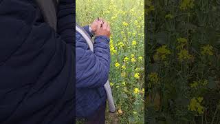 Emasculation Of Mustard By Arif Hasan Khan Rabin SirBAUMymensingh [upl. by Ailec910]