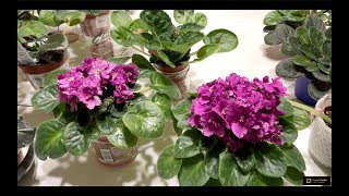 3 Simple Tips That Makes African Violets to Have Full Hat Bloom For Lazy and Busy People [upl. by Notlok335]