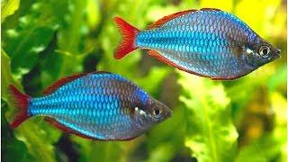 Dwarf Neon Rainbowfish Care and Feeding [upl. by Ylluz]