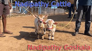 Friendly Nadipathy cattles 1 to 2 feet viral reels yt youtube viralvideo hindi cow [upl. by Nivek]