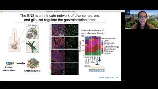 Modeling enteric nervous system using organoids to study motility and functional GI disorders [upl. by Leggett709]