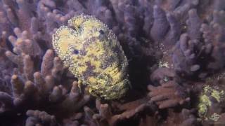 Sculptured Slipper Lobster Parribacus antarcticus [upl. by Refiffej815]