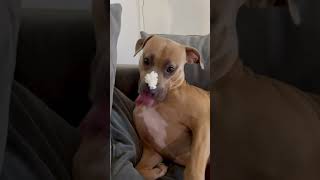 Doggie vs Whipped cream🍦 foryourpage pitbull funnydogs dogs foryou shortsfeed [upl. by Nosraep]