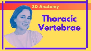 Thoracic Vertebrae  3D Anatomy [upl. by Anwahsit]