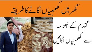 How to grow mushrooms at home on wheat straw  Oyster mushroom cultivation at home  Plant Clinics [upl. by Becket502]