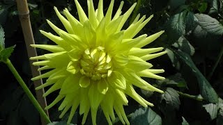 Taking Autumn Dahlia cuttings [upl. by Rollet706]