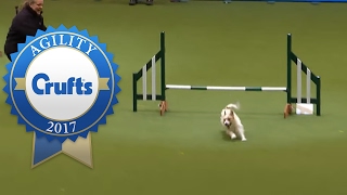 Hilarious Jack Russell Goes Crazy with Excitement at Crufts 2017 [upl. by Anafetse]