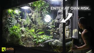 Journey Into My Giant Rainforest Vivarium [upl. by Litnahs504]