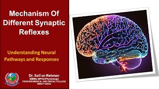 Mechanism Of Different Synaptic Reflexes [upl. by Aisital]