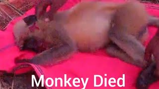 Monkey 🐒 Died 🐒 When A Bus Attack Them😔Social Worker [upl. by Tatiania]