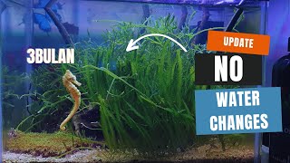 What Happened When We Just Used This for Our Macroalgae Aquarium Update Three [upl. by Ardnuasal671]