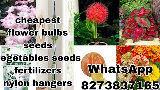 flower bulbs and seeds update cheapest lily bulbs tuber and rhyzomes [upl. by Eiliah]