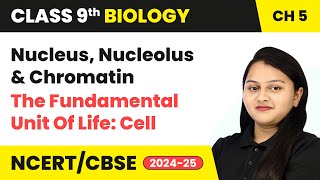 Nucleus Nucleolus and Chromatin  The Fundamental Unit of Life Cell  Class 9 Biology Chapter 5 [upl. by Novj]