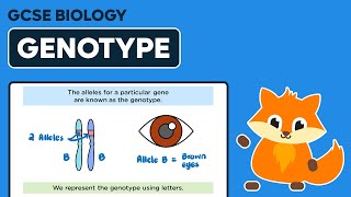 Genotype  GCSE Biology [upl. by Shelley942]