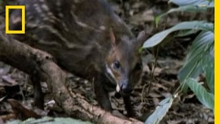 Eagle vs Water Chevrotain  National Geographic [upl. by Kaela735]