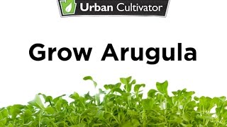 How to Grow Arugula Indoors  Urban Cultivator [upl. by Anaicilef863]