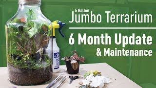 Jumbo Terrarium 6 MONTH Update amp Maintenance [upl. by Kataway]