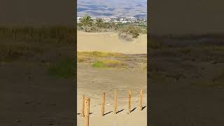 DUNE di Maspalomas a Gran Canaria birds nature [upl. by Munniks]