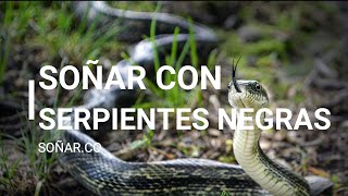 ¿Qué significa soñar con Serpientes Negras 💤🐍 [upl. by Toor689]