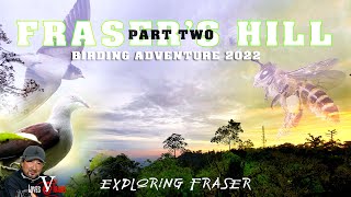 Frasers Hill Birding Adventure Part Two  Exploring Fraser [upl. by Normandy601]