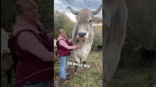 This man owns a giant animal on his farm 😳 [upl. by Aihc]