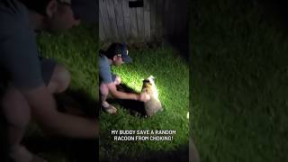 Michigan man SAVES random raccoon that was choking [upl. by Catharine695]