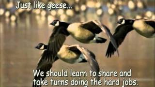 Geese teamworkmov [upl. by Jerald]