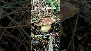 Cèpe de Bordeaux Boletus edulis foret mushroom nature bretagne shorts youtubeshorts [upl. by Pirzada661]