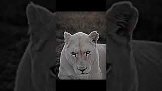 Very cute until he grows💀 baby animalsoftiktok animal lion edit babyanimals [upl. by Kelda]