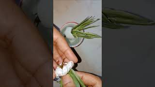 How to propagate spider plant in water [upl. by Inimak]