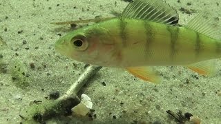 fish with toast Perciformes Rutilus rutilus [upl. by Bores]