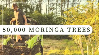 Moringa Agroforestry System  Alley Cropping [upl. by Kauffmann]