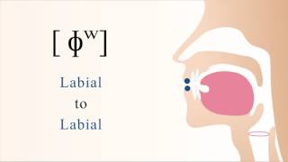 ɸʷ  unvoiced labialized bilabial non sibilant fricative [upl. by Tearle]