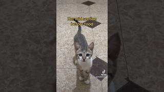 Wildes food baby🤰🏽🤣 cute cat kitten catshorts catlover animals pets catvideos cats [upl. by Gavra]