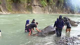 Sumatra Adventure Travel at Tangkahan Villagr North Sumatra Tourism  Destinations [upl. by Ibor]