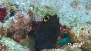 The bluespotted jawfish digs life in the sand [upl. by Atirehs]