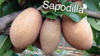 Grafted Tropical Sapodilla Fruit Tree  Growing Guide Chikoo [upl. by Benni]