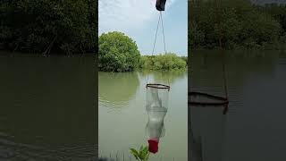 Mancing ikan belanak pakai botol bekas size 1 liter mancingikanbelanakpakebotol mancingbelanak [upl. by Nyrek442]