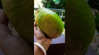 Ata abar ki lemon 🍋 Bondhu ra 🤔🤤🤗🤗viralvideo youtubeshorts lemon shorts subscribe 🙏🙏🤩🤩🤩🤩🤩🤩🤩 [upl. by Annawad225]