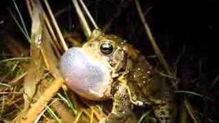 American toad Bufo americanus calling [upl. by Glynas330]