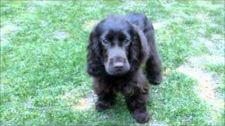 Nikita  English Cocker Spaniel [upl. by Beniamino]