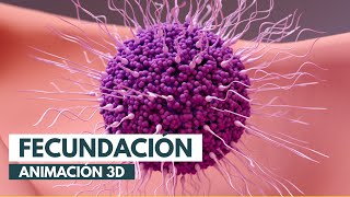 Cómo se produce la fecundación  Animación 3D [upl. by Arrim]