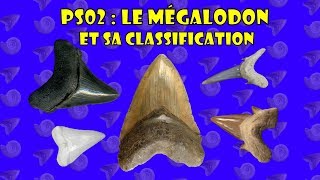 PS 02  Le Mégalodon et sa Classification [upl. by Melissa689]