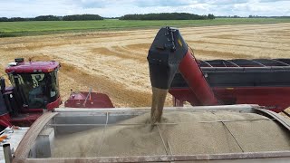 Ancient Cereal Crop Making a Return to Ontario Farm Fields [upl. by Inaej]